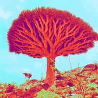 original sound - The Red Tree
