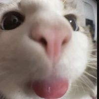 sbj_q