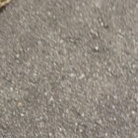 ロングホープフィリア