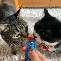 2035nail...19224310kan