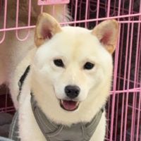 原聲 - 彈輸小護士那台