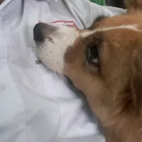 original sound - phonkne09897_0