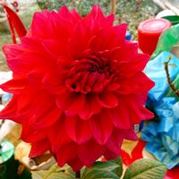 moriom8128767927447