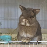 thumperhappybunny