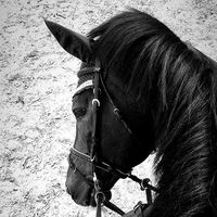 horseriding.moscow