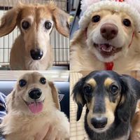 オリジナル楽曲 - シバくぞリリさん