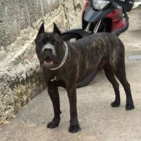 brucecane.corso