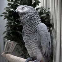 moonrajhi