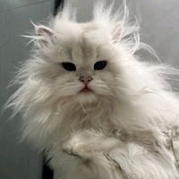 suara asli - SAYA JUGA PUSING