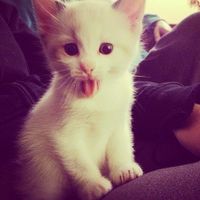 оригинальный звук