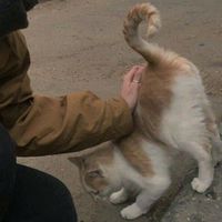оригинальный звук