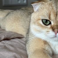 оригінальний звук