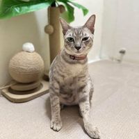 เสียงต้นฉบับ - โอ้ สุจิตรา