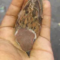 original sound - mst.laki86