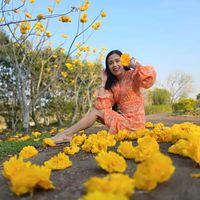 napa_noodon