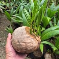 gogreeneritrea