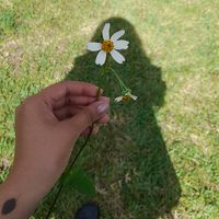 ari_xfh