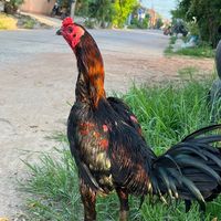 khao_thip2548