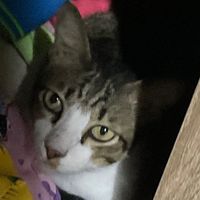 bigkitty.0