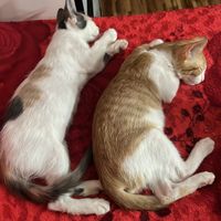 bebecita_plks_atdr2010