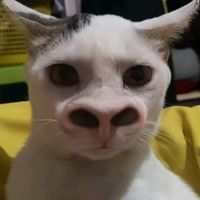 suara asli - adatuet