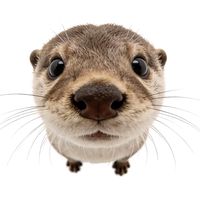 original sound - Nazyy