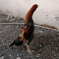 qanadlikrali