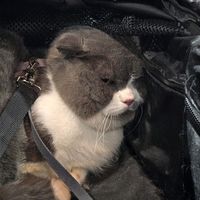 catshot_shot