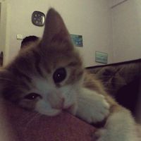 original sound - ★•Han Rehu •★