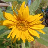 เสียงต้นฉบับ - 🥰phet🩷