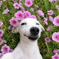 original sound - .........sohel