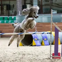 original sound - light_poodle