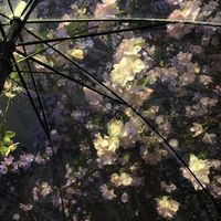 オリジナル楽曲 - ⋆꙳θρ꙳.*