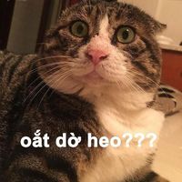 nhạc nền - FB: The Ngoc✅