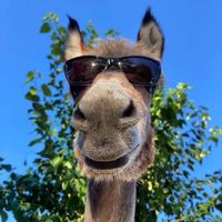 오리지널 사운드 - 황세영