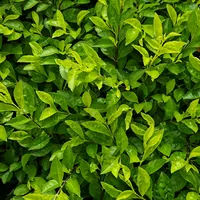 original sound - dni_has