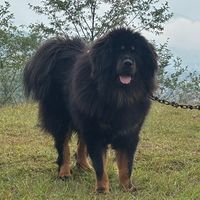 himalayanmastiffnepal