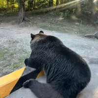 original sound - sibunkingdom