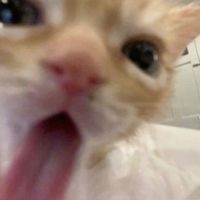 snaccsnoop_
