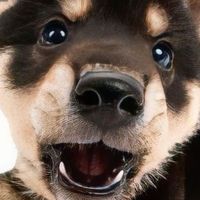 เสียงต้นฉบับ - w w h a ๋ า