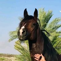 assa__1aerak