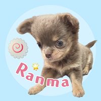 オリジナル楽曲 - イザベラチワワのらんま