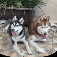 rolo_and_khali
