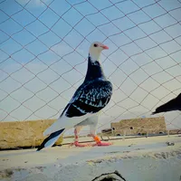 original sound - shahwaniloft837