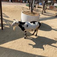 ramu0506yukun