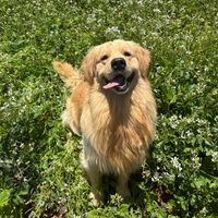 zeus_golden26