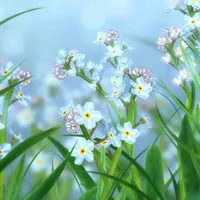 original sound - nedie_vvv