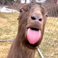 original sound - crazy_blegoat