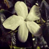 bissoalothman
