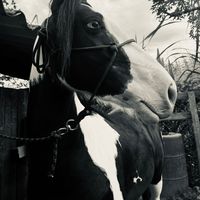 luna_e_manhoso